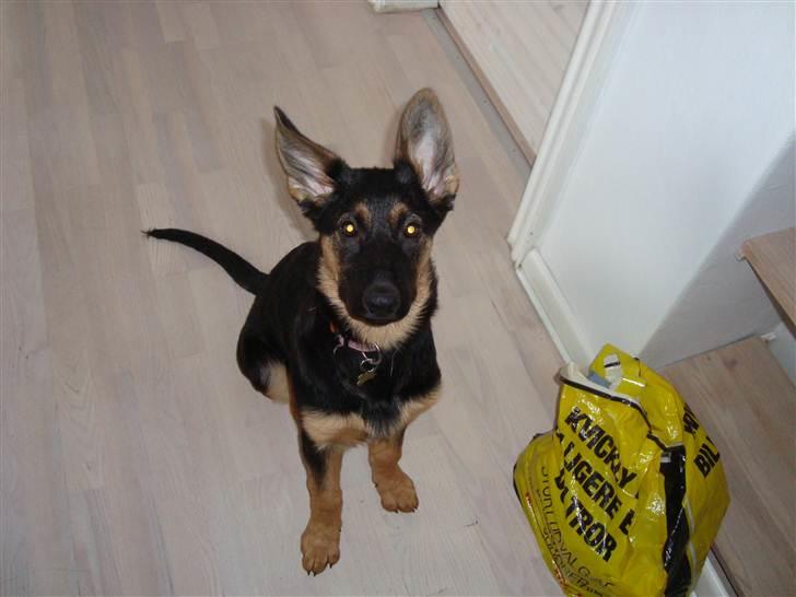 Schæferhund Luna - Marts 2011:-) billede 10