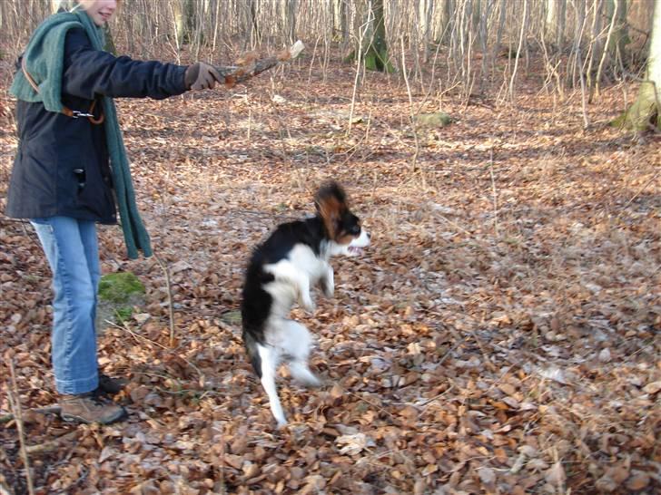 Cavalier king charles spaniel Thor (lille Thor) - "Waah" billede 12