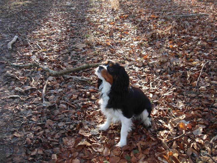 Cavalier king charles spaniel Thor (lille Thor) - "Goddag Gud!" billede 13