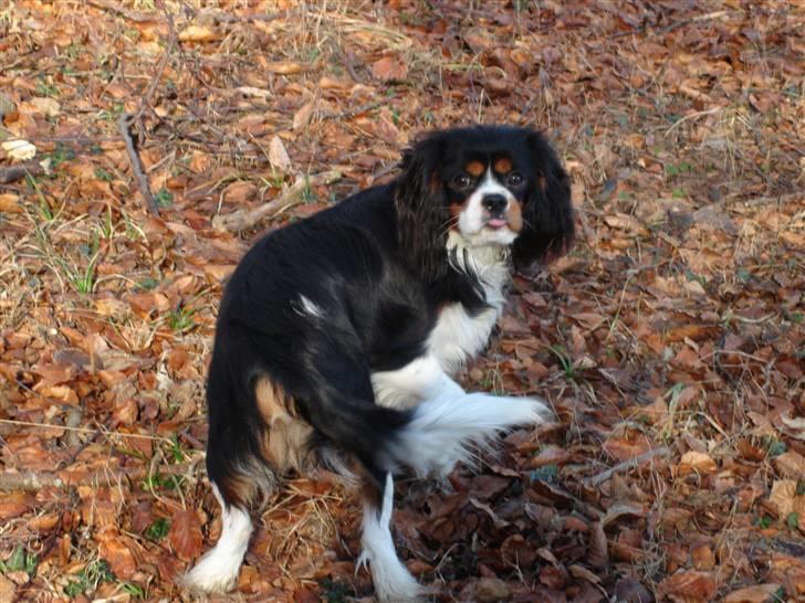 Cavalier king charles spaniel Thor (lille Thor) - "Er det nu vi tager billeder eller hvad?" billede 14