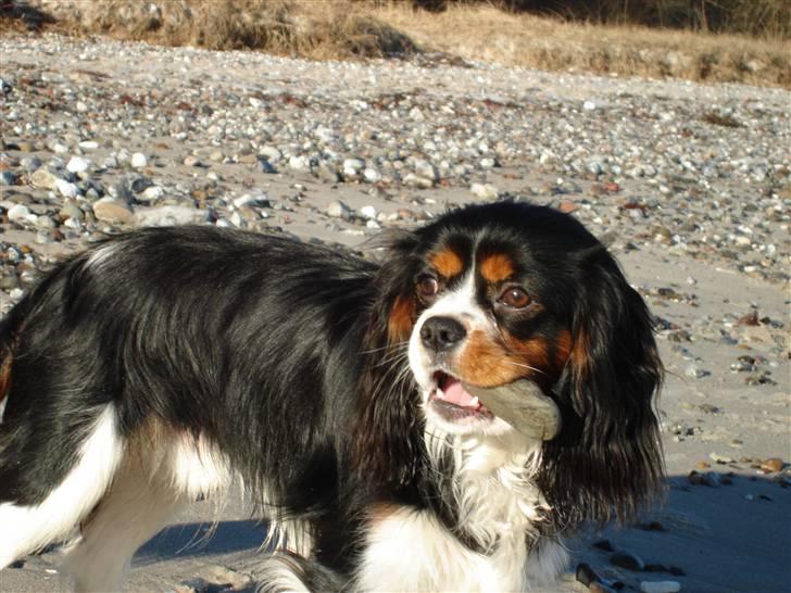 Cavalier king charles spaniel Thor (lille Thor) - "Se min sten!!!" billede 15