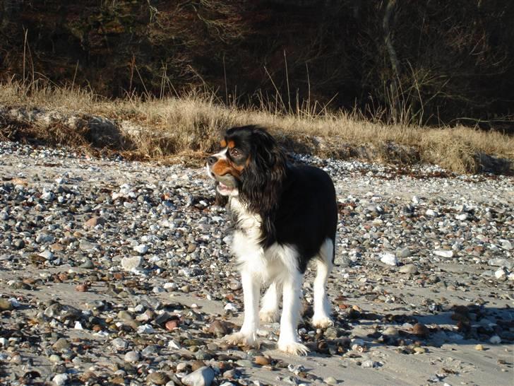 Cavalier king charles spaniel Thor (lille Thor) - o_O billede 16