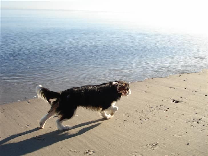 Cavalier king charles spaniel Thor (lille Thor) - Hurtig som et lyn!  ;D billede 17