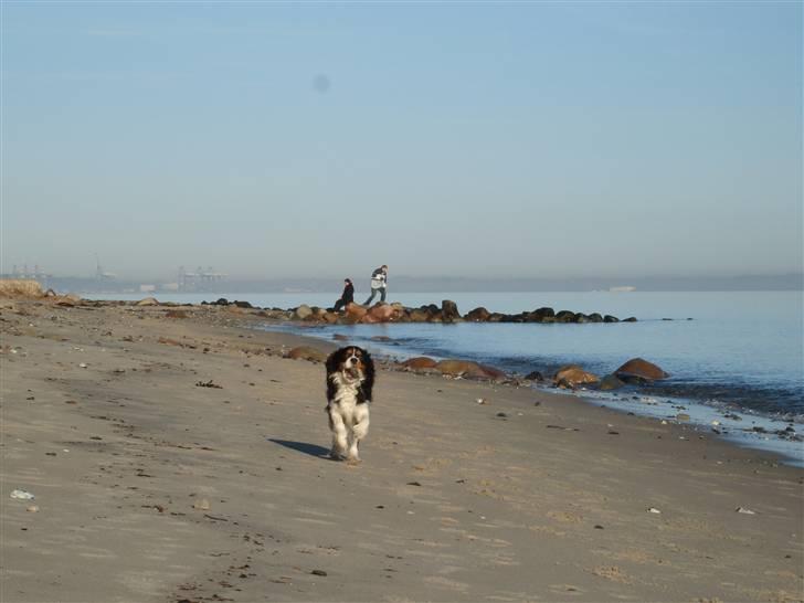 Cavalier king charles spaniel Thor (lille Thor) - "Jeg kommer nu!" billede 18