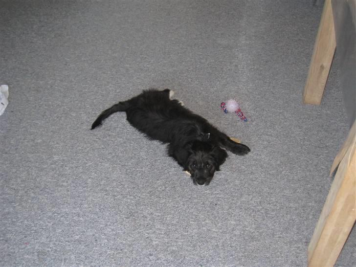 Blanding af racer Freja - vores nye lille hvalp Freja :-) billede 1