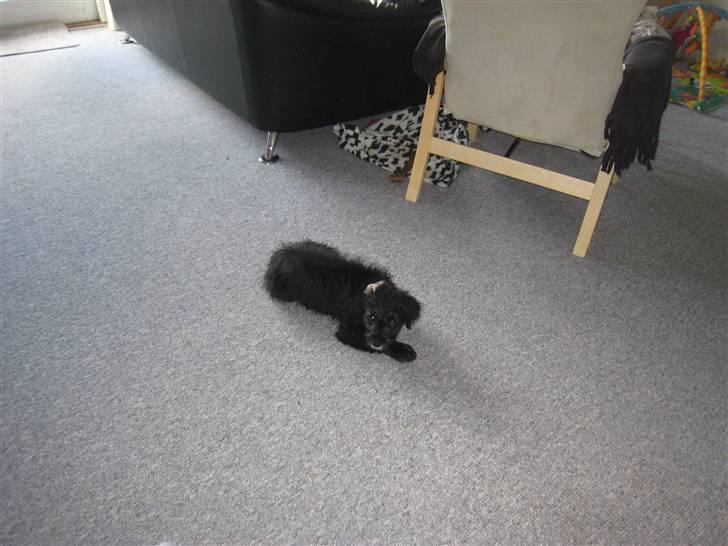 Blanding af racer Freja billede 2