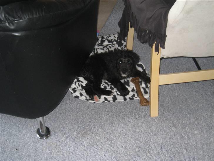 Blanding af racer Freja - Har lige været i bad :-) billede 3