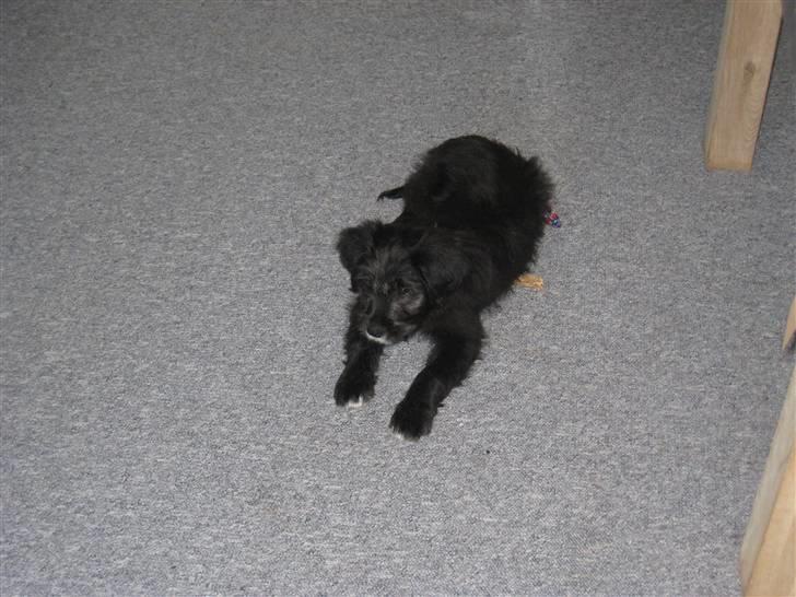 Blanding af racer Freja billede 4