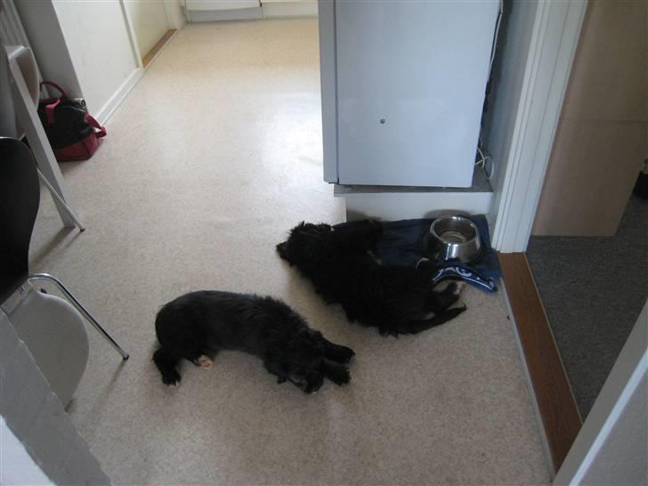 Blanding af racer Freja - Her er mig og min bror gået død efter en hård slåskamp... billede 5