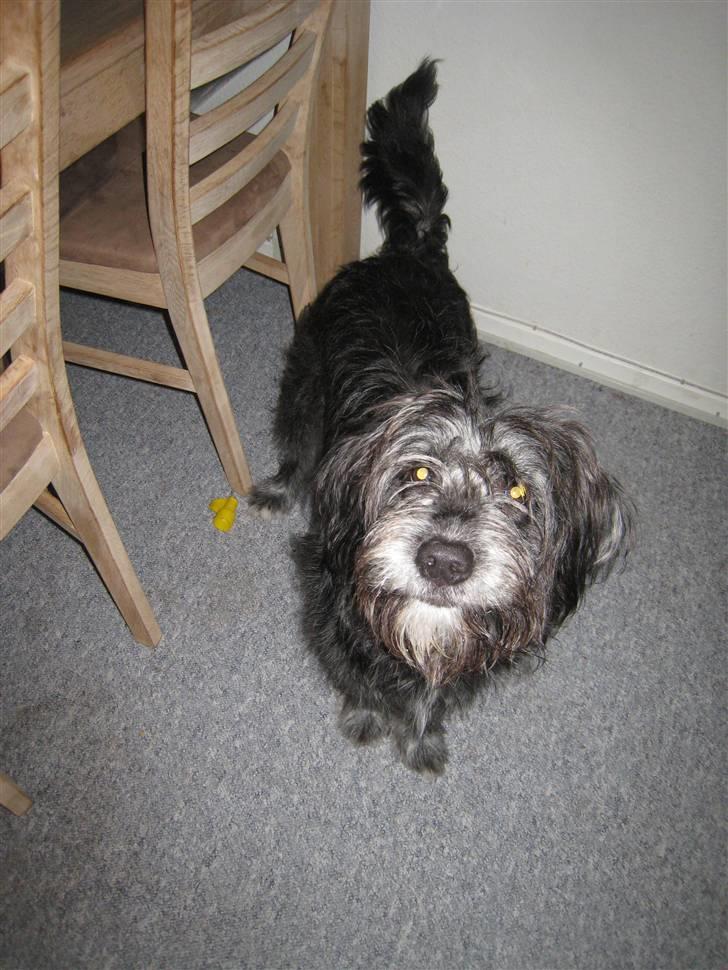 Blanding af racer Freja - Freja 10 mrd. billede 6