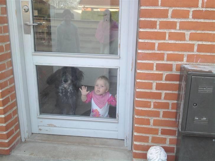 Blanding af racer Freja - Freja sammen med Sille :-) Vi vil også ud.... billede 7