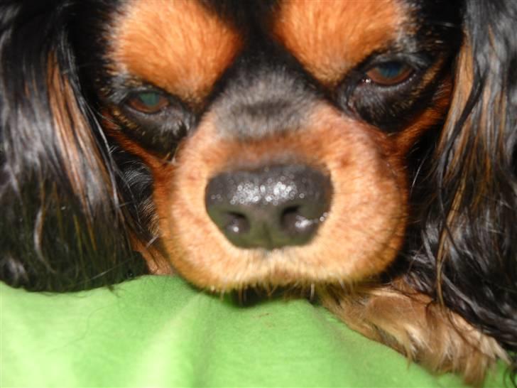 Cavalier king charles spaniel Hannibal billede 7