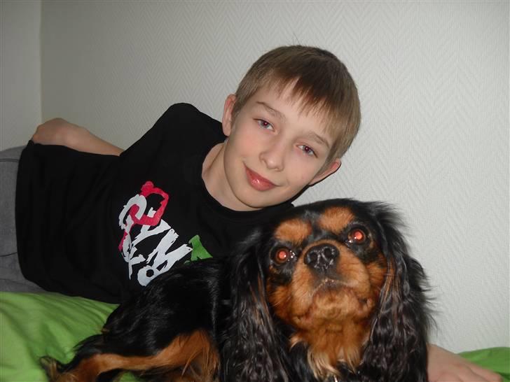 Cavalier king charles spaniel Hannibal - Mikkel og Hannibal billede 8