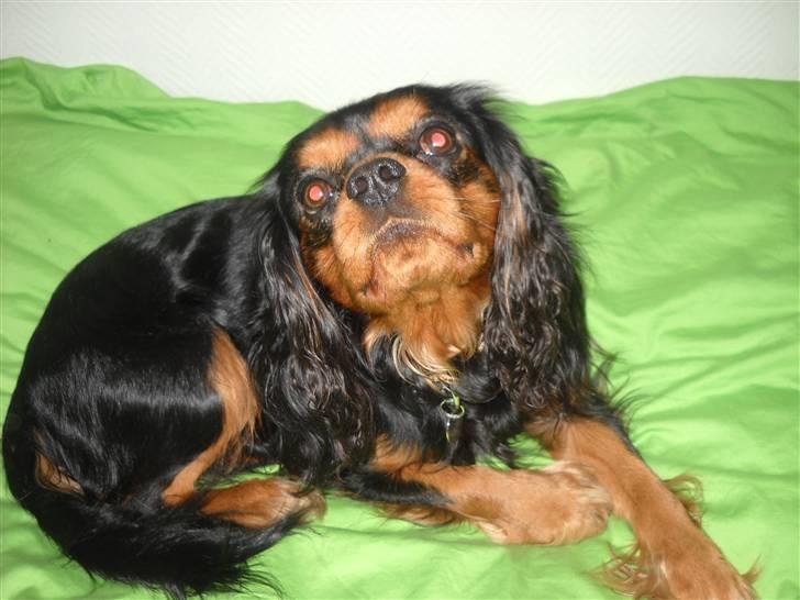 Cavalier king charles spaniel Hannibal billede 9