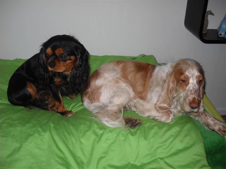 Cocker spaniel Micki billede 6