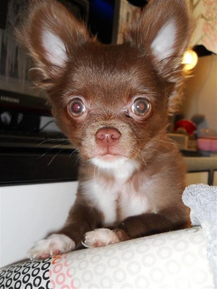 Chihuahua Anakin billede 16