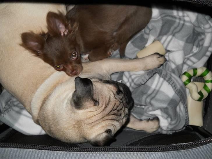 Chihuahua Anakin billede 17