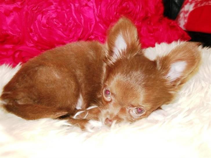 Chihuahua Anakin billede 18