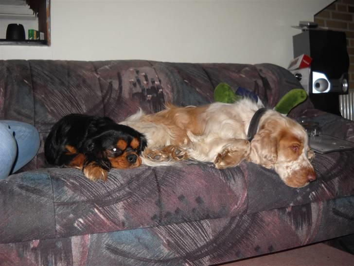 Cocker spaniel Micki billede 7