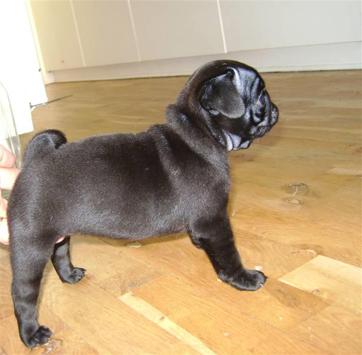 Mops Asta - d 3.2.2010 billede 16