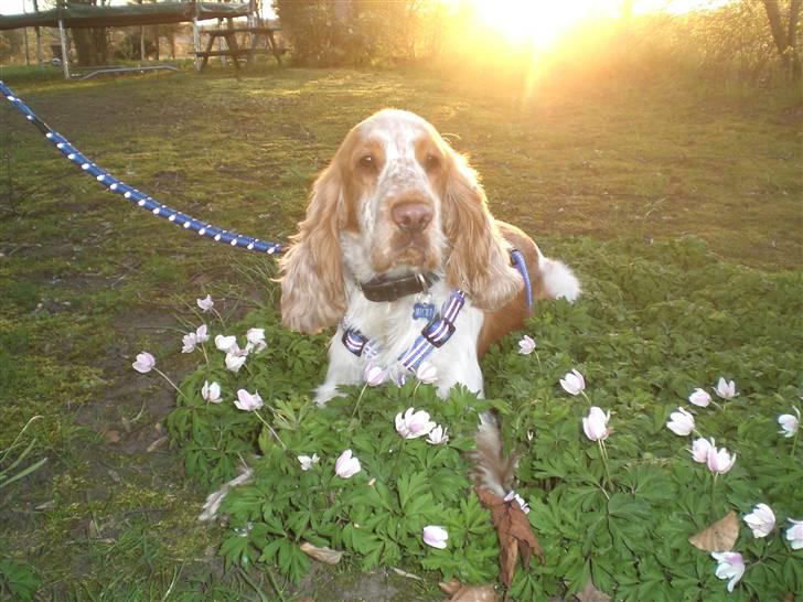Cocker spaniel Micki billede 1