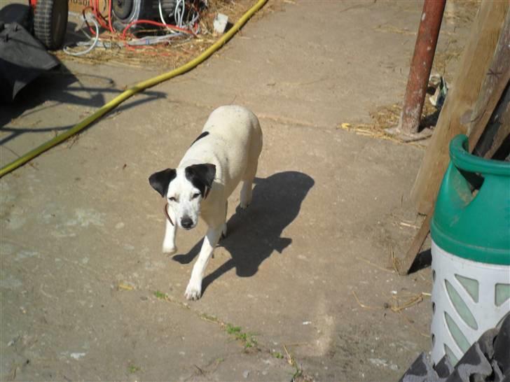 Dansk svensk gaardhund Pølse - Hej moar nu kommer jeg! billede 2