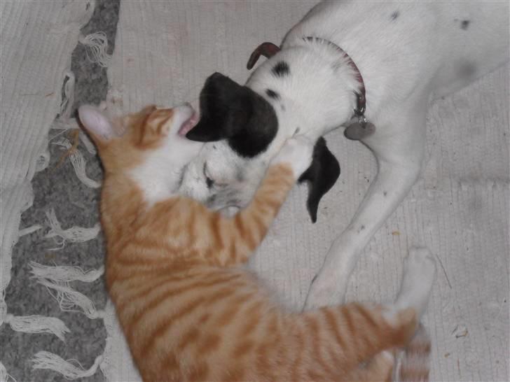 Dansk svensk gaardhund Pølse - Pølle-Pige Der Leger Med Knudline  billede 3