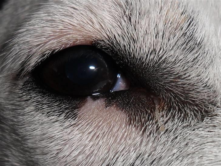 Dansk svensk gaardhund Pølse - Smukke øjne ! billede 4