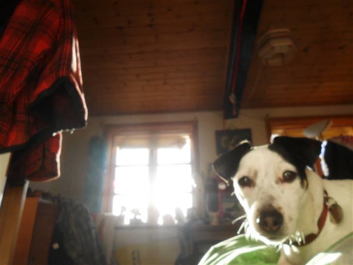 Dansk svensk gaardhund Pølse - Hey moar! tager du lige et billede??! billede 5