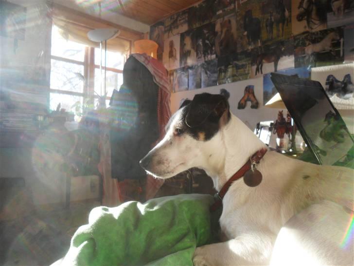 Dansk svensk gaardhund Pølse - Tru Beauty! billede 6