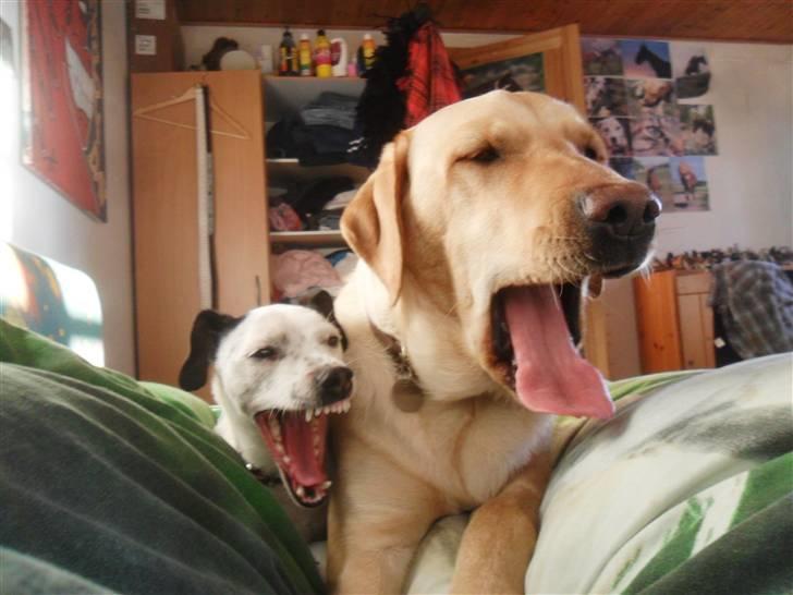 Dansk svensk gaardhund Pølse - GaaaaB! Min lille dræber hund ! ;) billede 7