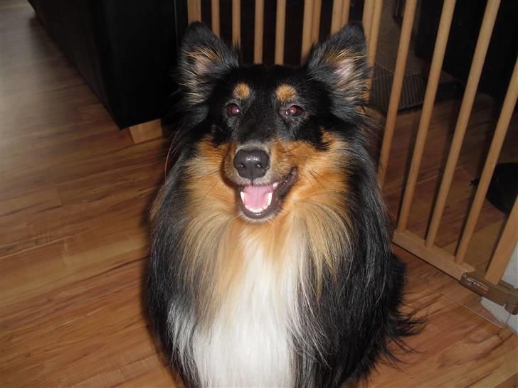 Shetland sheepdog Ricko billede 1