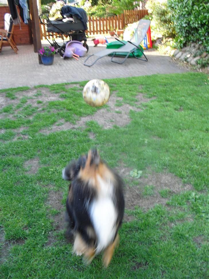 Shetland sheepdog Ricko billede 2