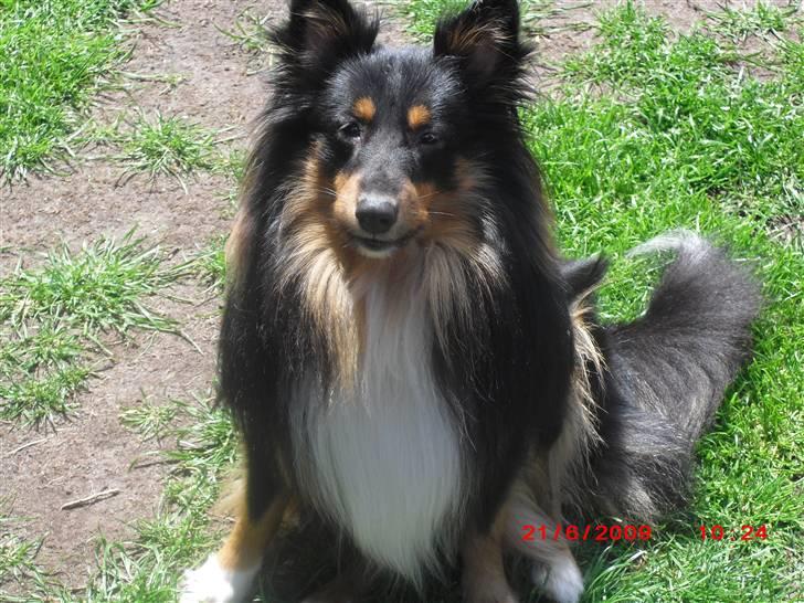 Shetland sheepdog Ricko billede 3