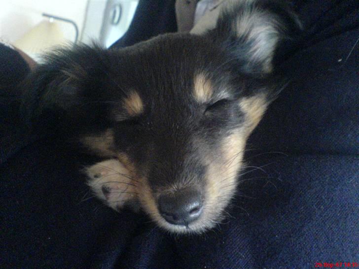 Shetland sheepdog Ricko - Da han kun var 8 uger gammel og en lur igen billede 4