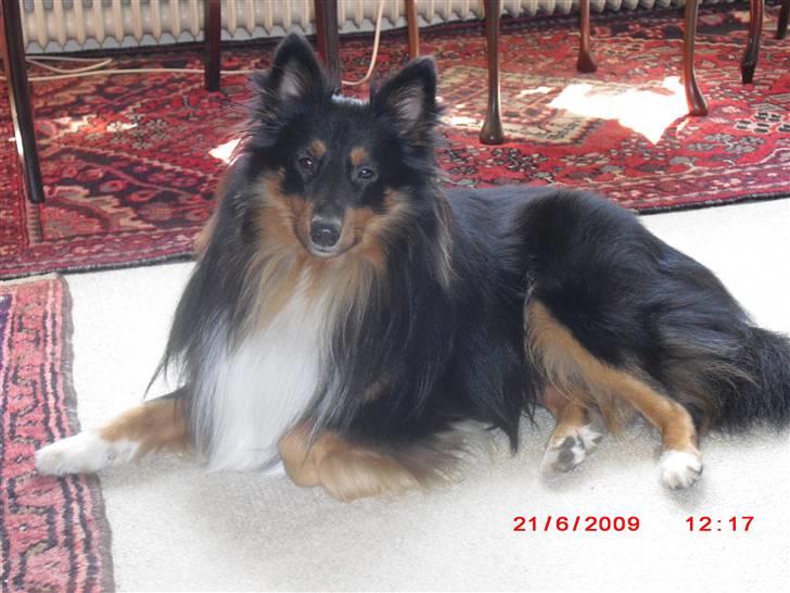Shetland sheepdog Ricko billede 5