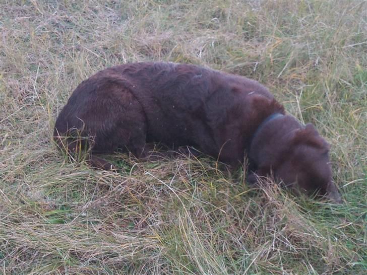 Labrador retriever Louie - Louie skal altid rulle sig i græsset efter en tur i vandet billede 31