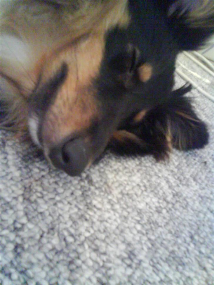 Shetland sheepdog Ricko billede 6