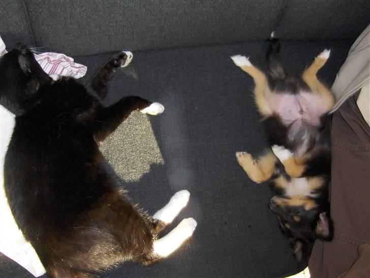 Shetland sheepdog Ricko billede 7