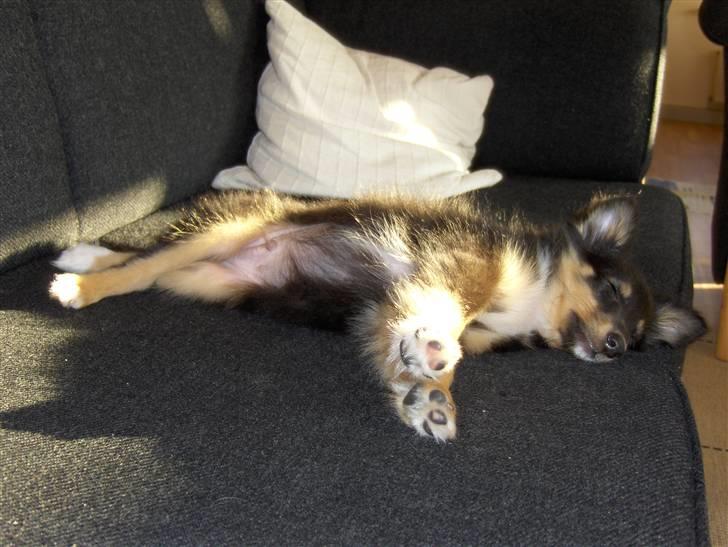 Shetland sheepdog Ricko billede 8