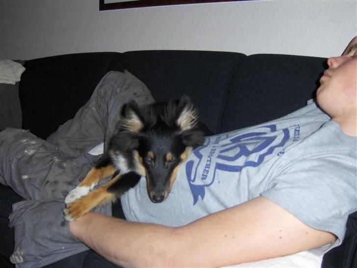 Shetland sheepdog Ricko - Altid godt med en lur :) billede 9