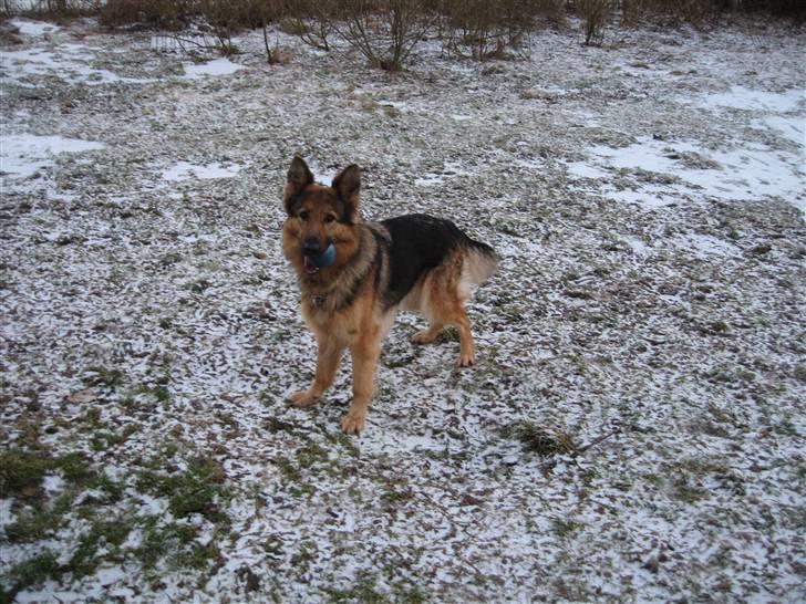 Schæferhund Laica - klar til at lege mor? billede 1