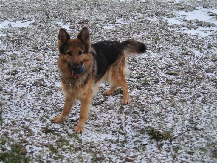 Schæferhund Laica - kom nu, venter stadig ;) billede 2