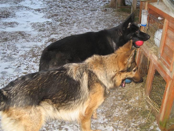 Schæferhund Laica - kigger på kanin med sin bedste veninde! billede 3