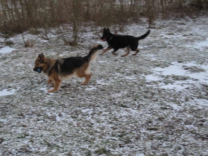 Schæferhund Laica - så leger vi selv!!  Det er vi gode til.. billede 4