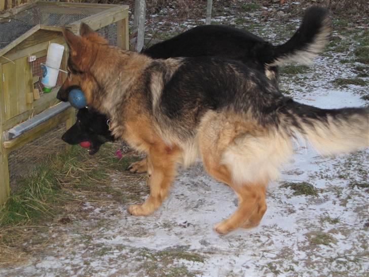 Schæferhund Laica - jo jo den er der stadig... den ser ret lækker ud ;) billede 5