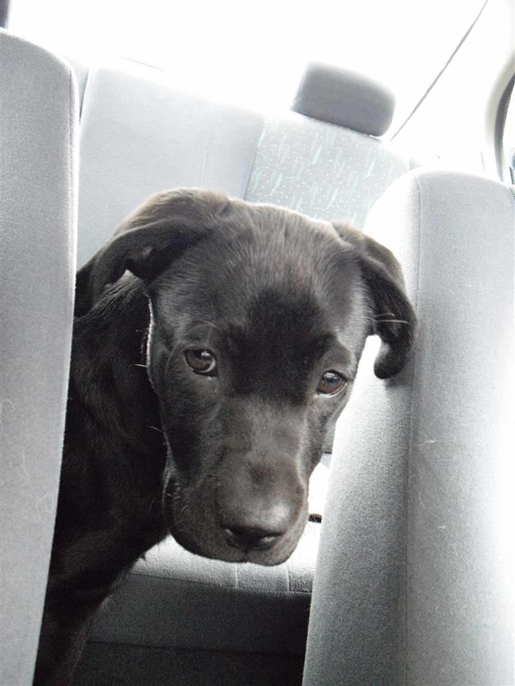 Labrador retriever Trille - Ude og kører bil :) billede 1
