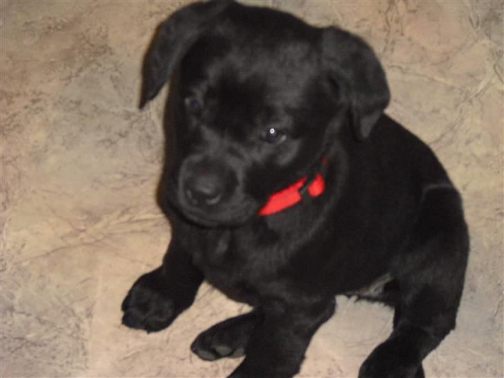 Labrador retriever Trille - Den dag vi fik hende hjem, det lille pus :) 8 uger gammel. billede 2