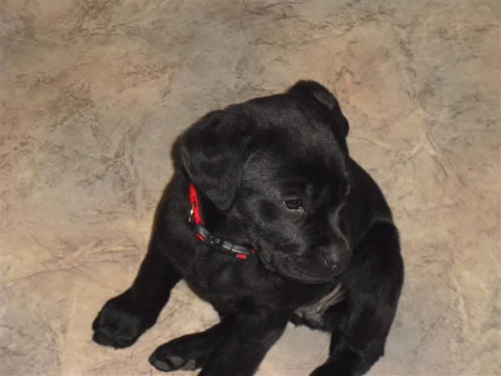 Labrador retriever Trille - - ll - 8 uger gammel :) billede 3