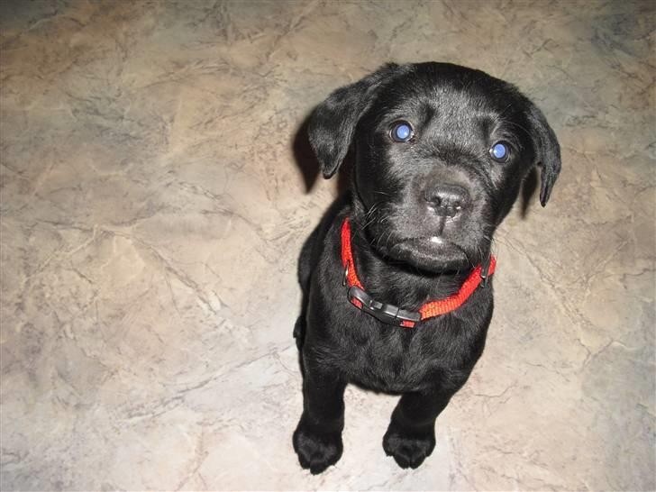 Labrador retriever Trille - nysgerrig baby :) billede 4